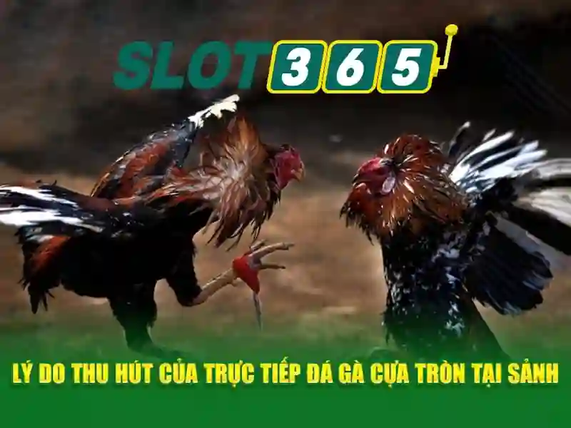 slot365 rtp – Giới thiệu đầy cảm hứng